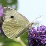 White Butterfly – The Journey of the Soul